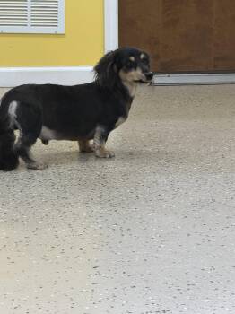 Romeo -  Dachshund Dog for Adoption in York, South Carolina - Romeo | PetCurious