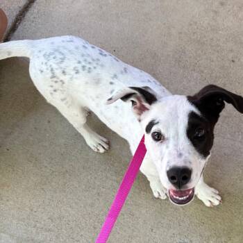 Mixed Breed Dogs Available for Adoption in Columbus, Georgia - 04/17/2026-Stray-WynntonRoad | PetCurious