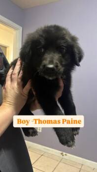Thomas Paine (Orange) -  Labrador Retriever and Poodle Dog for Adoption in Russellville, Kentucky - Thomas Paine (Orange) | PetCurious