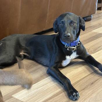 Rescue Black Labrador Retriever Dogs for Adoption in Houston, Texas - Otto | PetCurious