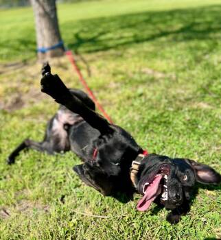 Labrador Retriever Dogs Available for Adoption in Saint Francisville, Louisiana - Dude | PetCurious