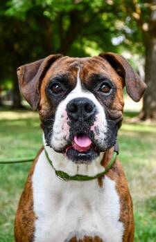 Creed -  Boxer and Mixed Breed Dog for Adoption in Yakima, Washington - Creed | PetCurious