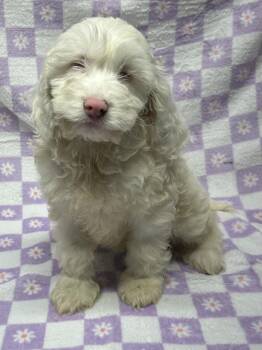 Cockapoo Dogs Available for Adoption in Rossford, Ohio - CHERRY (ohiosdrescue(at)gmail.com) | PetCurious