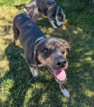 Sage -  Mixed Breed Dog for Adoption in Santa Rosa, California - Sage | PetCurious