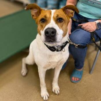 Mixed Breed Dogs Available for Adoption in Naperville, Illinois - Toffee | PetCurious