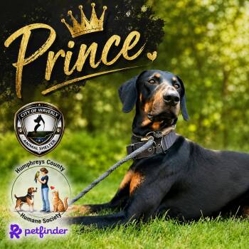 Prince -  Doberman Pinscher Dog for Adoption in Waverly, Tennessee - Prince | PetCurious