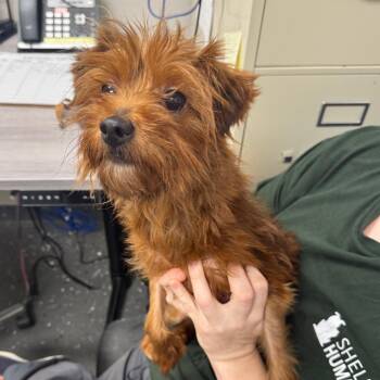 Doggie(Foster for the Heat) -  Mixed Breed Dog for Adoption in Columbiana, Alabama - Doggie(Foster For The Heat) | PetCurious