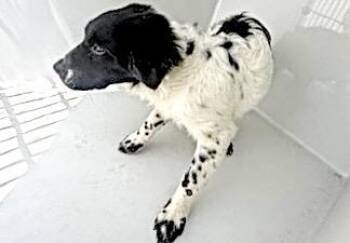 A661177 -  Clumber Spaniel Dog for Adoption in Houston, Texas - A661177 | PetCurious