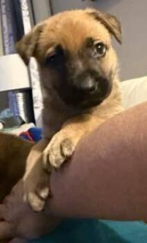 Mindy -  Mixed Breed Dog for Adoption - Mindy | PetCurious