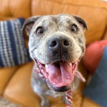 Boxer and Pit Bull Terrier Dogs Available for Adoption - Clover Good Luck Girl | PetCurious