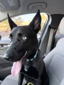 Nala -  German Shepherd Dog and Husky Dog for Adoption in Ellijay, Georgia - Nala | PetCurious