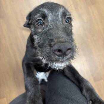 Jude -  Schnauzer and Irish Wolfhound Dog for Adoption in Beaumont, Texas - Jude | PetCurious