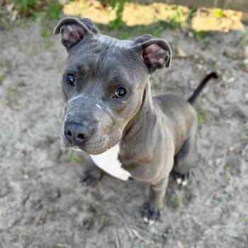 Grayson -  Mixed Breed Dog for Adoption in Milton, Florida - Grayson | PetCurious