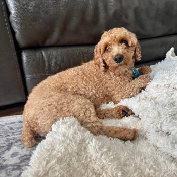 Miniature Poodle Dogs Available for Adoption in Campton Hills, Illinois - Snoopy | PetCurious