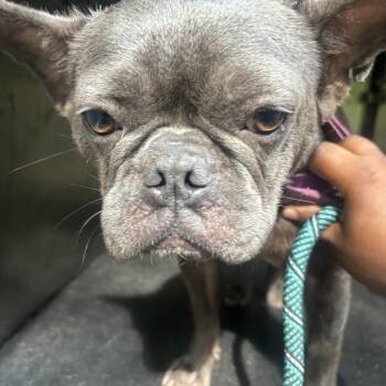 Shayla -  French Bulldog Dog for Adoption in Helena, Alabama - Shayla | PetCurious