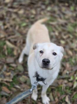 Golden Retriever Dogs Available for Adoption in Elma, Washington - Berry "family Guy" 25 Lbs. | PetCurious