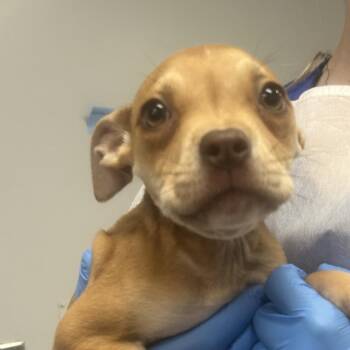 American Staffordshire Terrier and Mixed Breed Dogs Available for Adoption in Greenville, South Carolina - Ella Langley | PetCurious