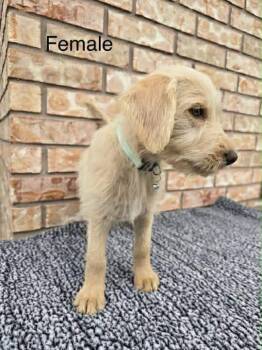 Goldendoodle and Labrador Retriever Dogs Available for Adoption - Honey | PetCurious