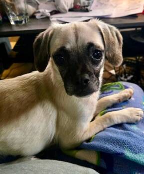 Rescue Puggle Dogs for Adoption in Hamburg, New York - Dottie | PetCurious