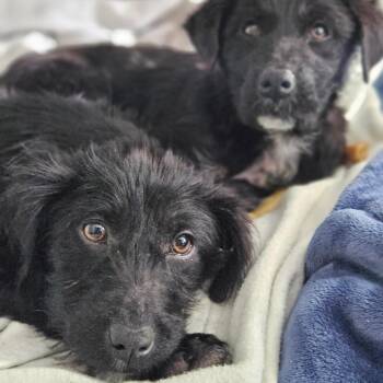 Poodle and Labrador Retriever Dogs Available for Adoption - Piper | PetCurious