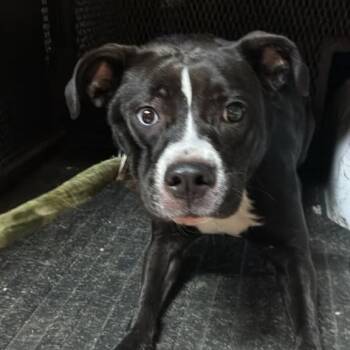 Fiona -  Mixed Breed Dog for Adoption in Gadsden, Alabama - Fiona | PetCurious