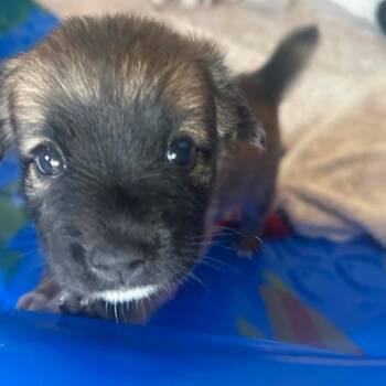 Lucy -  Mixed Breed Dog for Adoption in Frederiksted, St. Croix - Lucy | PetCurious