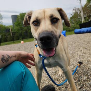 Katie -  Husky and Mixed Breed Dog for Adoption in Fort Wayne, Indiana - Katie | PetCurious