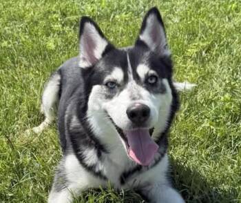 Husky Dogs Available for Adoption in Euclid, Ohio - Cyprus | PetCurious