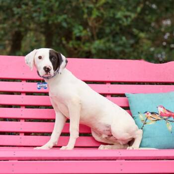 Rescue Pointer Dogs for Adoption in Wake Forest, North Carolina - Marcus B | PetCurious