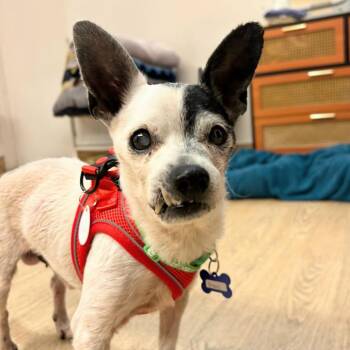 Bravo 14147 -  Chihuahua Dog for Adoption in San Francisco, California - Bravo 14147 | PetCurious