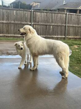 Great Pyrenees Dogs Available for Adoption in Garland, Texas - Rooster | PetCurious