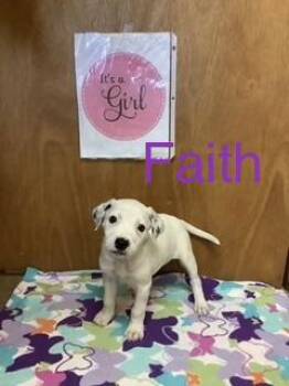 Labrador Retriever Dogs Available for Adoption in Welling, Oklahoma - Faith | PetCurious