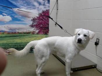 Labrador Retriever and Mixed Breed Dogs Available for Adoption - A549035 | PetCurious
