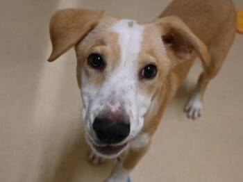 Labrador Retriever and Hound Dogs Available for Adoption in Portland, Oregon - Custard | PetCurious
