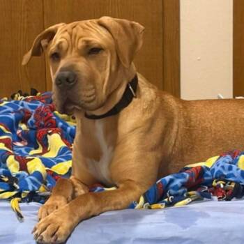 Mixed Breed Dogs Available for Adoption in Buffalo, Minnesota - Peanut | PetCurious