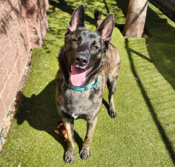Dutch Shepherd Dogs Available for Adoption in Minneapolis, Minnesota - BEN | PetCurious