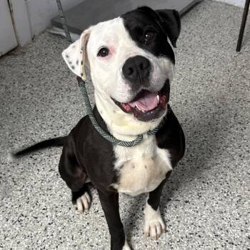 Chessboard -  American Bulldog and Mixed Breed Dog Available for Adoption in Hattiesburg, Mississippi - Chessboard | PetCurious