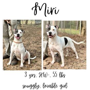 Rescue Mixed Breed Dogs for Adoption in Albany, Georgia - Miri | PetCurious
