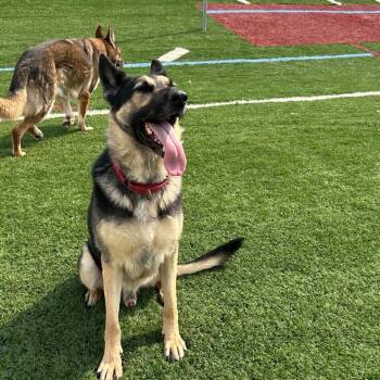 Rex D12092 -  German Shepherd Dog Dog for Adoption - Rex D12092 | PetCurious