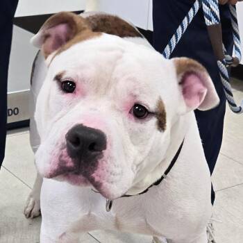 Deuce -  Pit Bull Terrier Dog for Adoption in Newark, New Jersey - Deuce | PetCurious