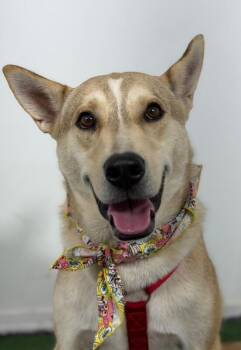 Bigban-One of our Amazing Rescue Dogs -  Carolina Dog and Labrador Retriever Dog for Adoption in Carlsbad, California - Bigban-One Of Our Amazing Rescue Dogs | PetCurious