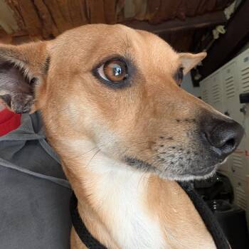 Mixed Breed Dogs Available for Adoption in Leander, Texas - Jolly | PetCurious