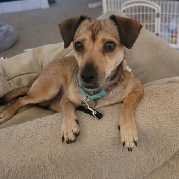 Chihuahua and Dachshund Dogs Available for Adoption - Saucy | PetCurious