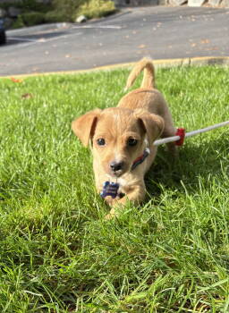 Rescue Chihuahua Dogs for Adoption in Bothell, Washington - Ember | PetCurious