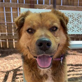 Rescue Mixed Breed Dogs for Adoption in Moab, Utah - Monkey | PetCurious