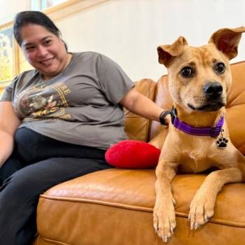 Ginger Peaches the Little Best Friend -  American Staffordshire Terrier and Chihuahua Dog for Adoption in Friendswood, Texas - Ginger Peaches The Little Best Friend | PetCurious