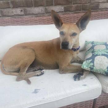 Harper -  Chihuahua and Mixed Breed Dog for Adoption in Parrish, Alabama - Harper | PetCurious