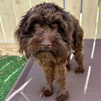 Poodle and Schnauzer Dogs Available for Adoption - Vanna Gogh (Benefactor Dog) | PetCurious