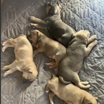 The M&M Family - Merrick -  Labrador Retriever and Mixed Breed Dog Available for Adoption in Fairfax, Virginia - The M&M Family - Merrick | PetCurious