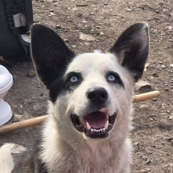 Rescue Mixed Breed Dogs for Adoption in Choteau, Montana - Oreo (NOT At The Shelter Please Call Geraldine At 406-260-1994) | PetCurious